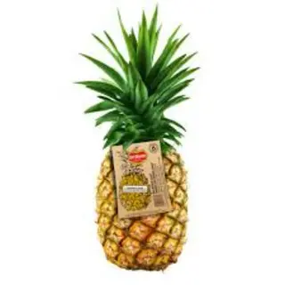 Pina Monte Kilo