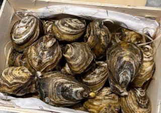 Mignon di Goro 1 pezzo