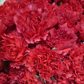 Claveles colombianos rojos