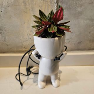 Mini maceta de cerámica con planta ornamental