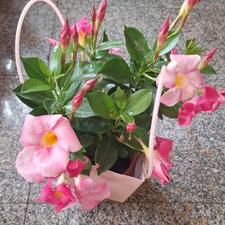 Dipladenia con cestino