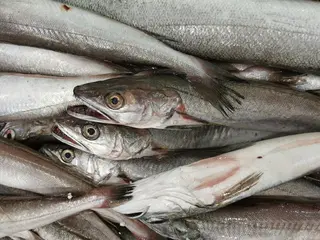 Mol 2 - Merluccius merluccius HKE