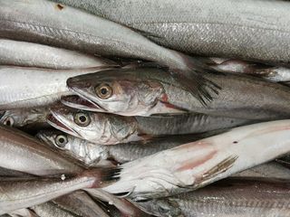 Mol 2 - Merluccius merluccius HKE