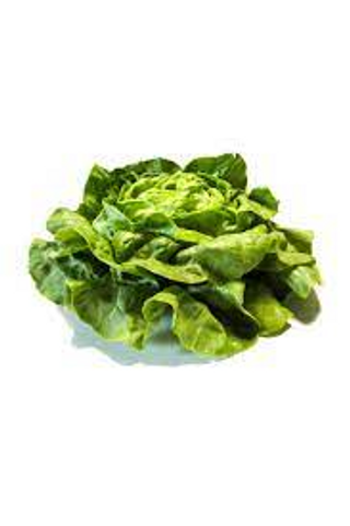Lechuga Lisa Pieza