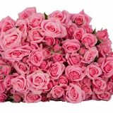 ვარდისფრრი ჯუჯა ვარდი 10 ტოტი