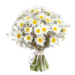 bouquet di margherite (Bouquets) 