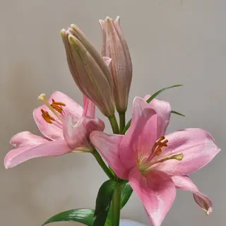 Lilium l.A.