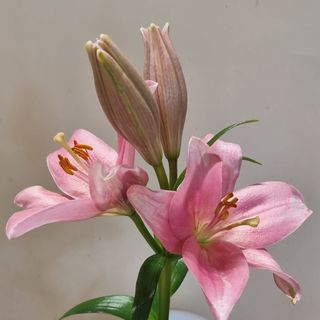 Lilium l.A.