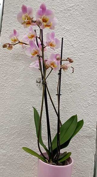 Orquidea Rosa