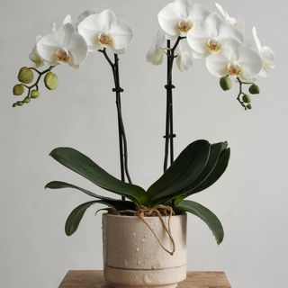 Orhidee Phalaenopsis cu doua tije