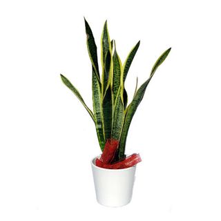 Sansevieria