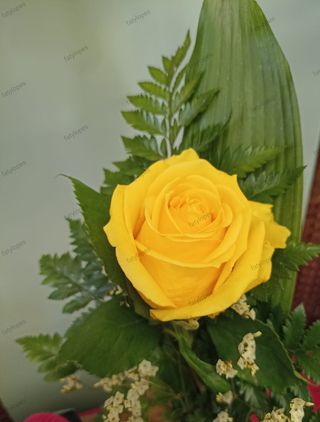 Rosa Amor Amarela
