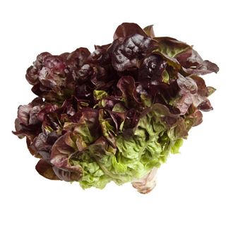 Lechuga Hoja De Roble Unidad