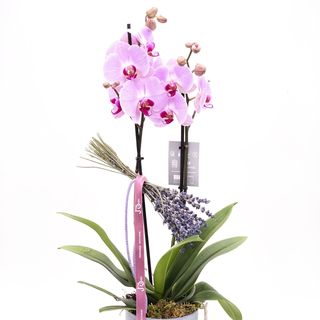 Orquidea Phaleonopsis