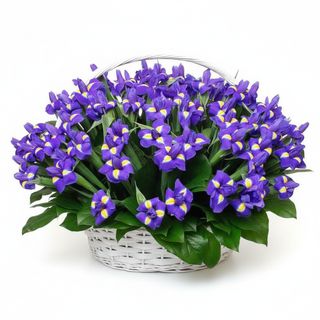 Кошик 37 ірисів