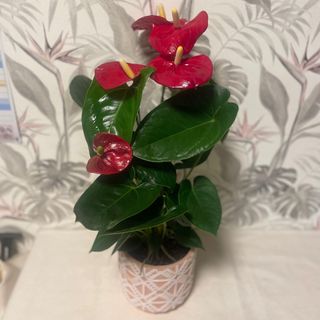 ANTURIUM CON MACETERO 