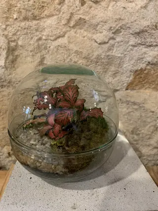 Terrario Chico
