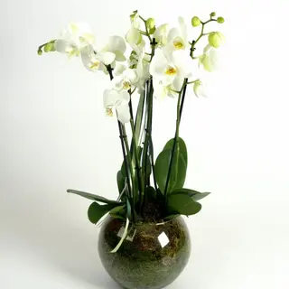 DE LUX ORCHIDEA BIANCA OPPURE ROSA  4 RAMI 