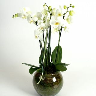 DE LUX ORCHIDEA BIANCA OPPURE ROSA  4 RAMI 