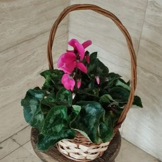 Cesta con ciclamen