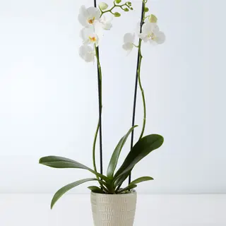 orquídea blanca 12 baras 