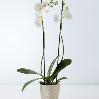 orquídea blanca 12 baras 