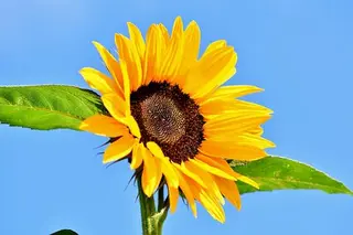 Girasole confezionato