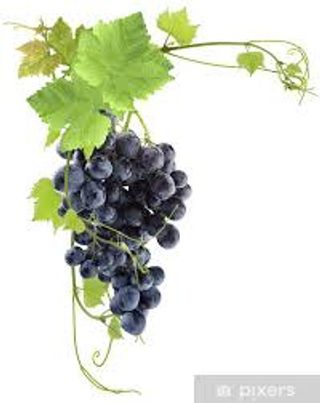 Nebbiolo 2023 13% Vol.