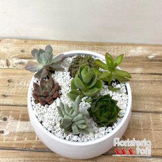 Centro De Crasas Minis