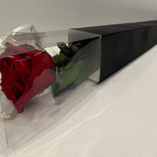 Róża wieczna z łodygą w opakowaniu 