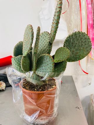 Pianta Angel’s wings 