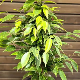 Ficus Benjamina 