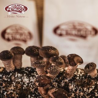 Ciuperci proaspete de stejar Shiitake 1kg