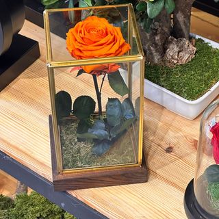 Square Orange Eternal