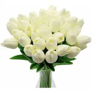 10 Pezzi tulipani bianchi