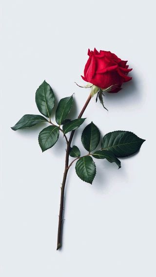 Rosa Corta preservada