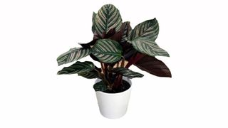 Kalatea Sanderiana