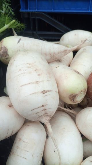 Nabo blanco ecologico