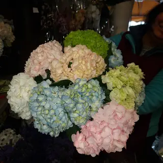 Ramo grande  de Hortensias variadas,
