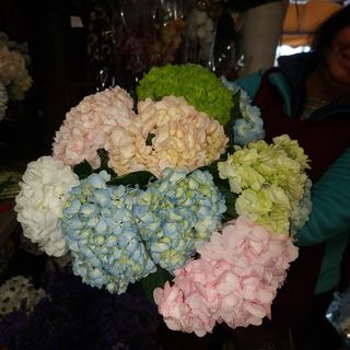 Ramo grande  de Hortensias variadas,