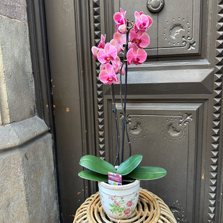 Orquídea en maceta vintage