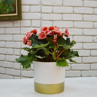 Planta ghiveci begonia cu vas ceramic