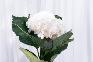 Hortensia alb