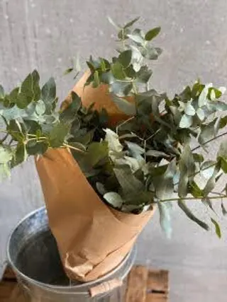 Pomo De Eucaliptu Para Secar