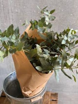 Pomo De Eucaliptu Para Secar