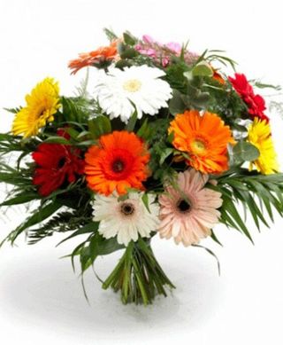 Ramo de Gerbéras