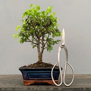 Bonsái Zelkova BonsaiGranada Foto Genérica 5 años