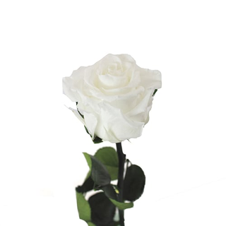 Rosa Eterna Blanca