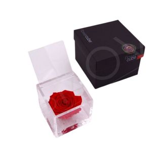 Rosa preservada Flowercube 8x8 Color Rojo