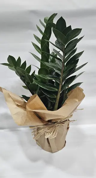 Zamioculca - Planta da Fortuna
